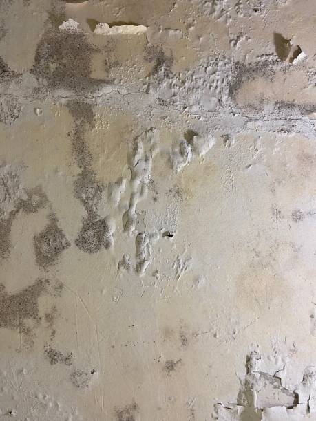 Best Certified Mold Removal  in Winfield, AL