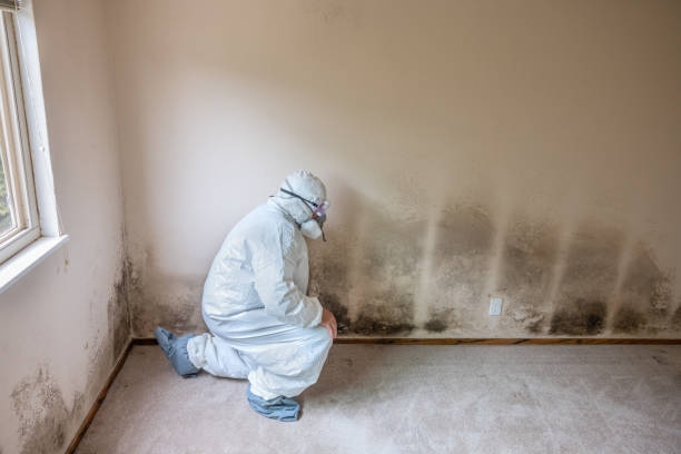 Best Residential Mold Removal  in Winfield, AL