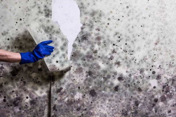 Best Mold Testing  in Winfield, AL
